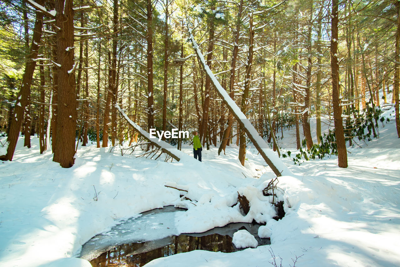 TREES GROWING ON SNOW COVERED LAND