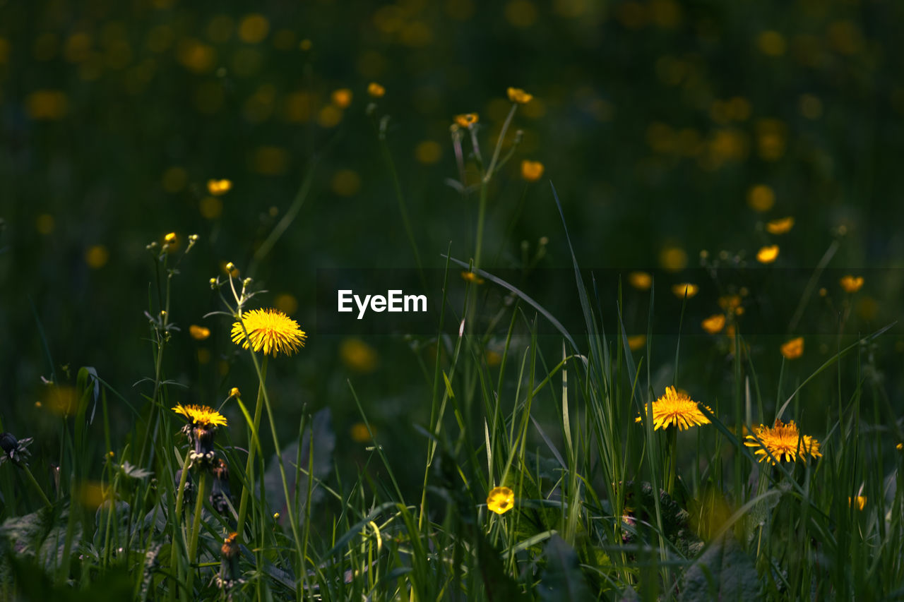 Close-up of yellow flowering plants on field