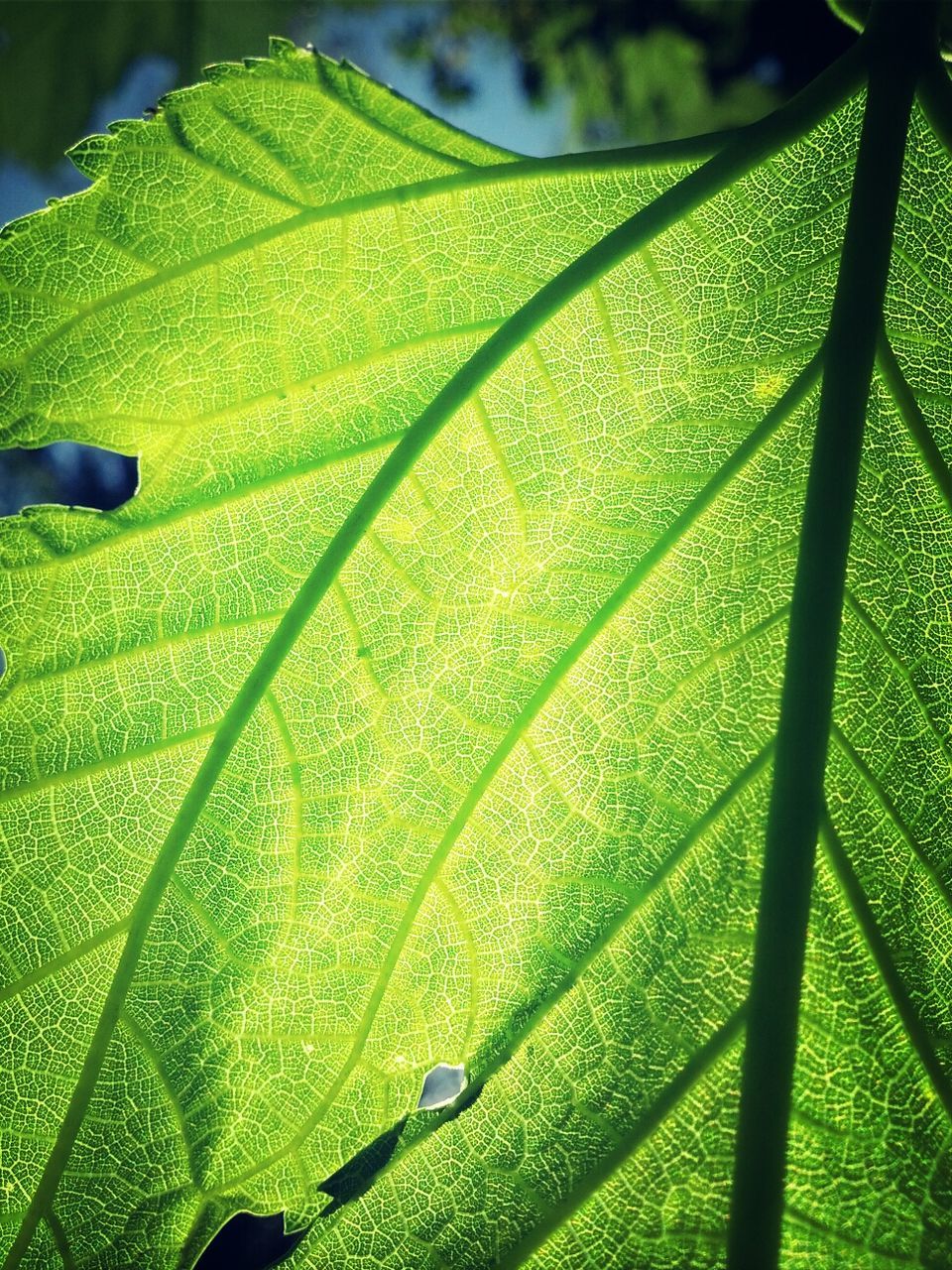 Detail shot of leaf