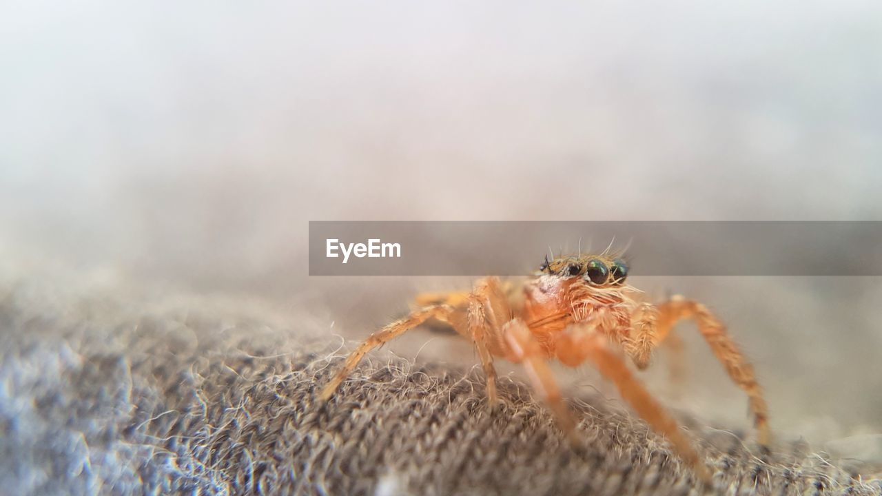 Close-up of spider