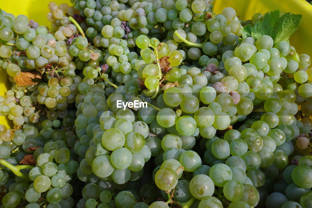 FULL FRAME SHOT OF GRAPES IN GREEN CONTAINER