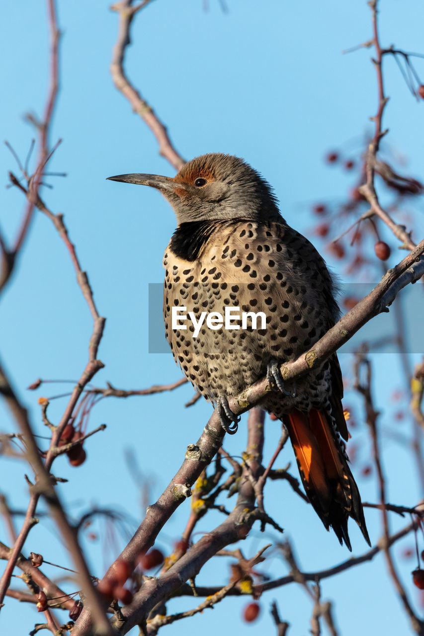 Low angle view of northern flicker bird on branch against sky