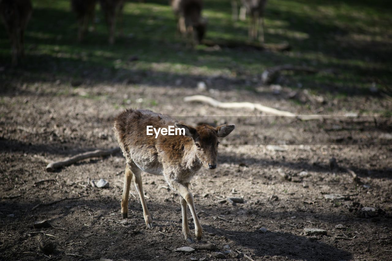 animal themes, animal, mammal, animal wildlife, nature, wildlife, one animal, no people, outdoors, land, full length, domestic animals, day, environment, deer