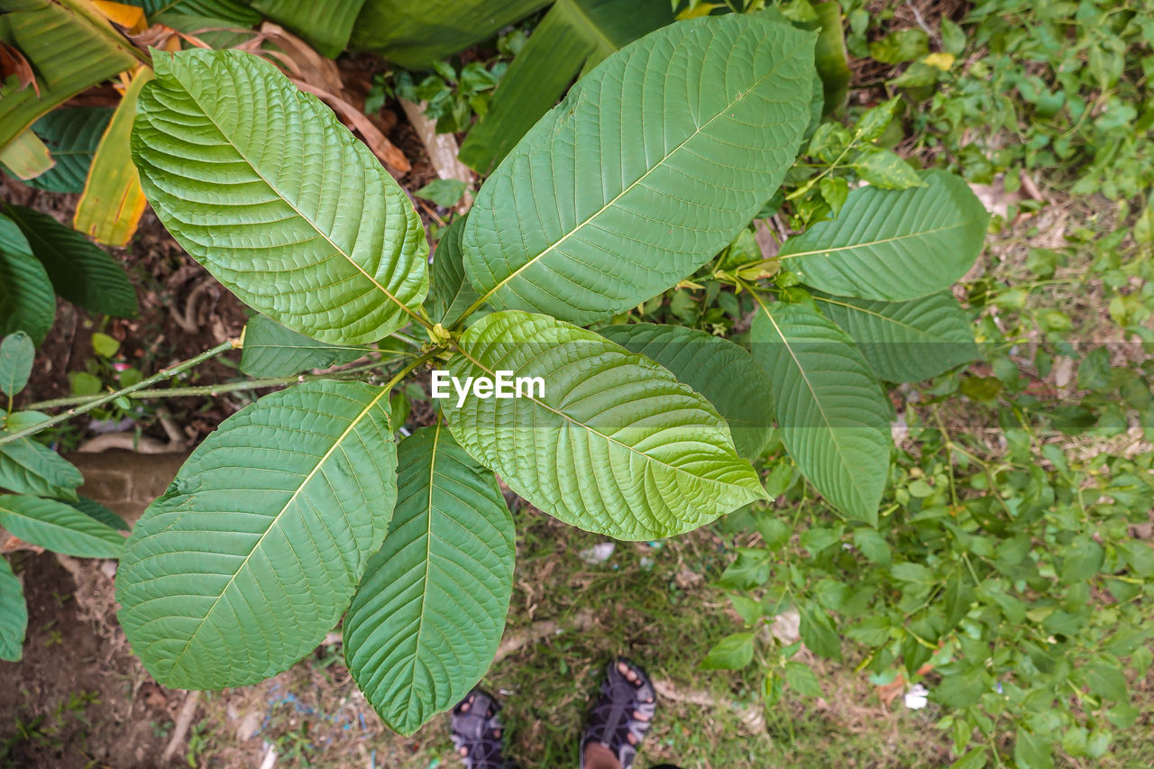 CLOSE-UP OF FRESH GREEN LEAVES ON PLANT