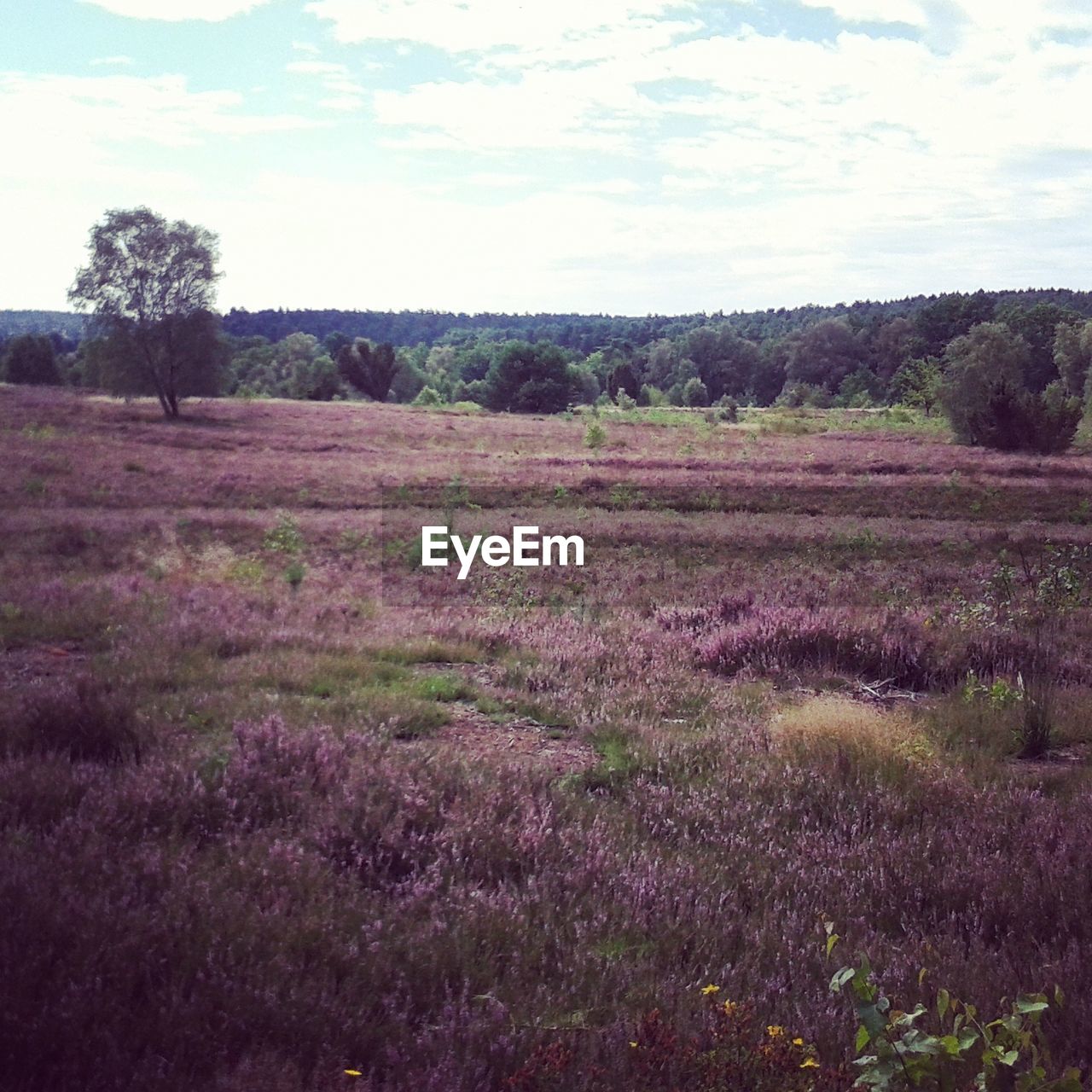 SCENIC VIEW OF RURAL LANDSCAPE