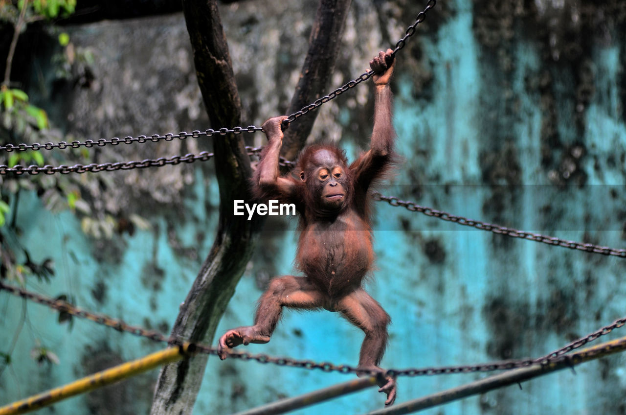 Close-up of orangutan hanging on chain at zoo