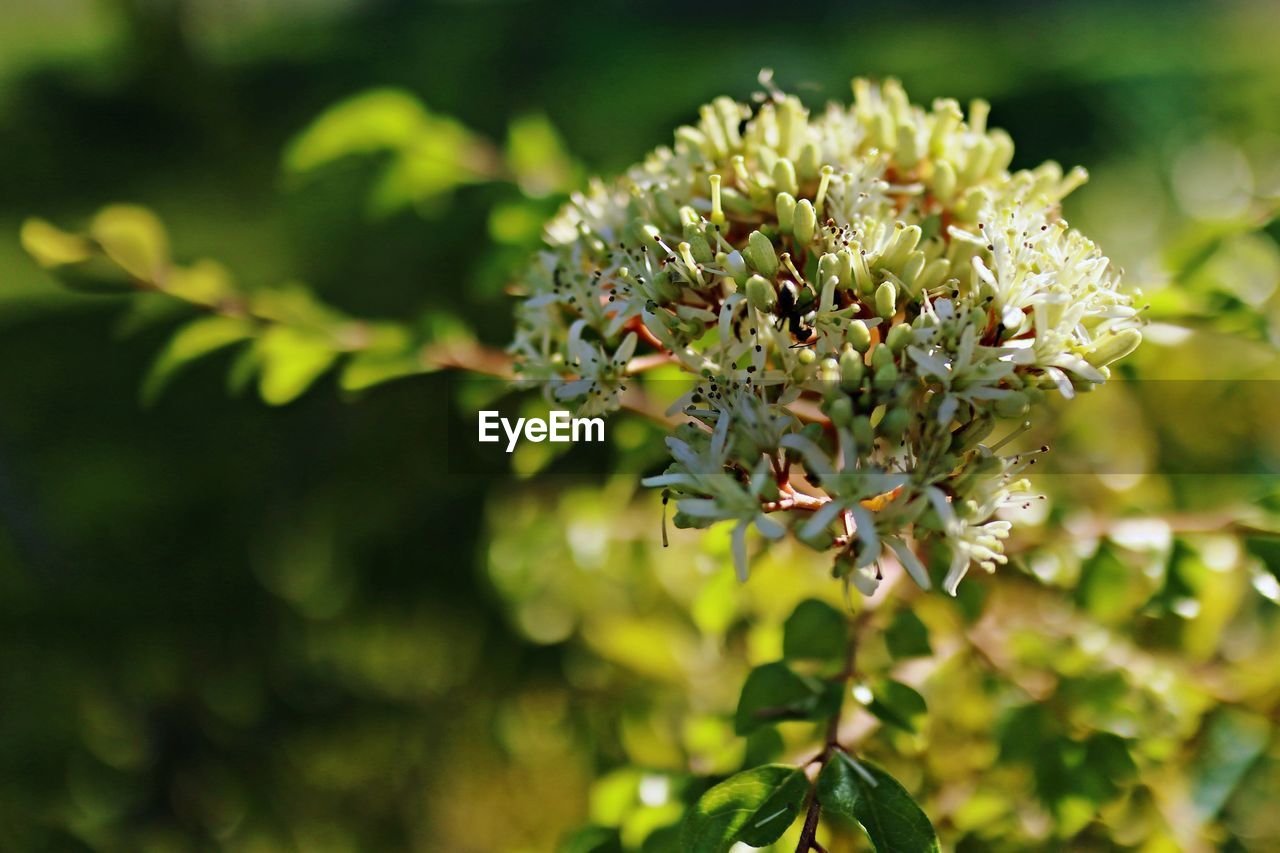 CLOSE-UP OF WHITE FLOWERING PLANT