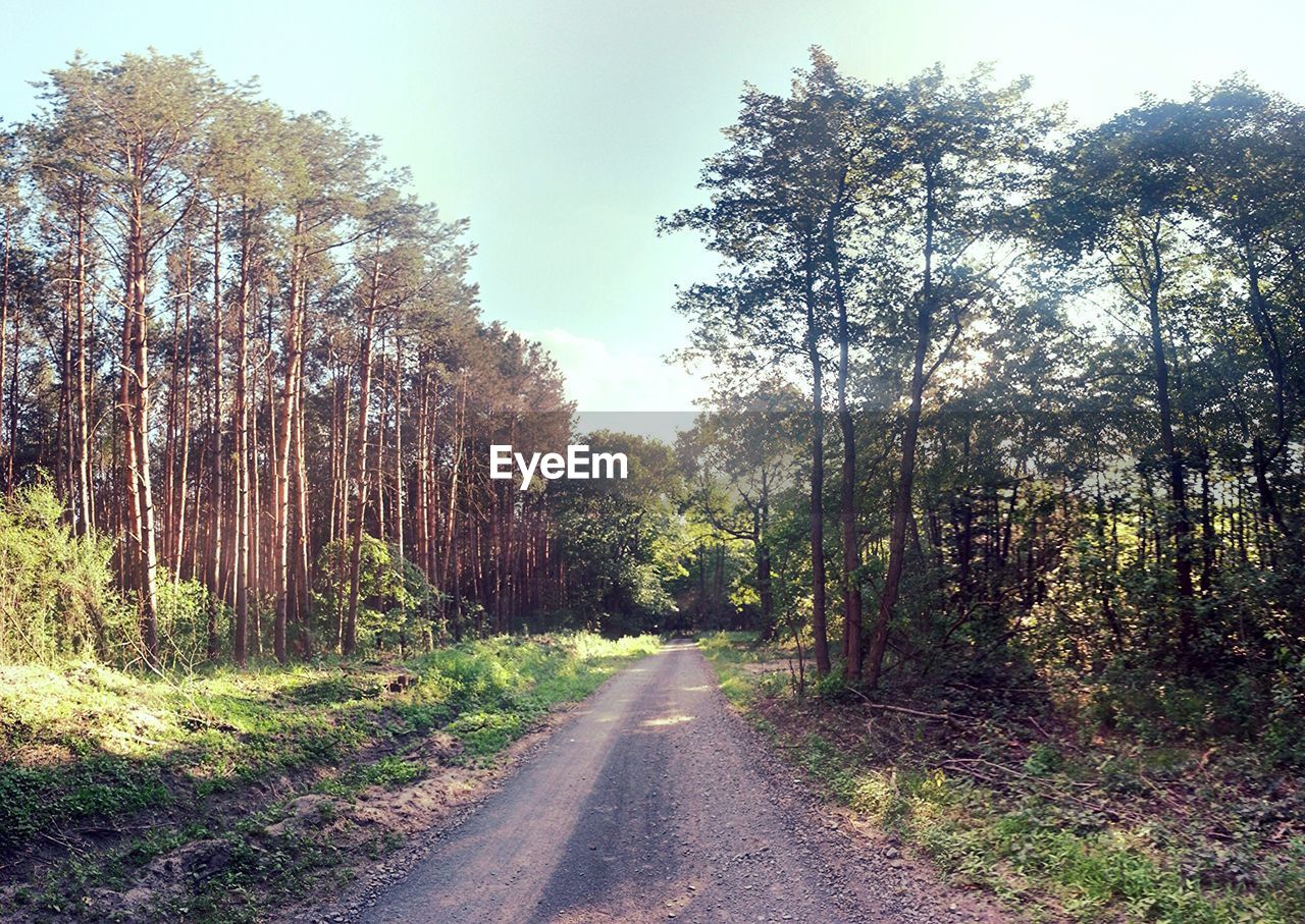 Empty road amidst trees against clear sky