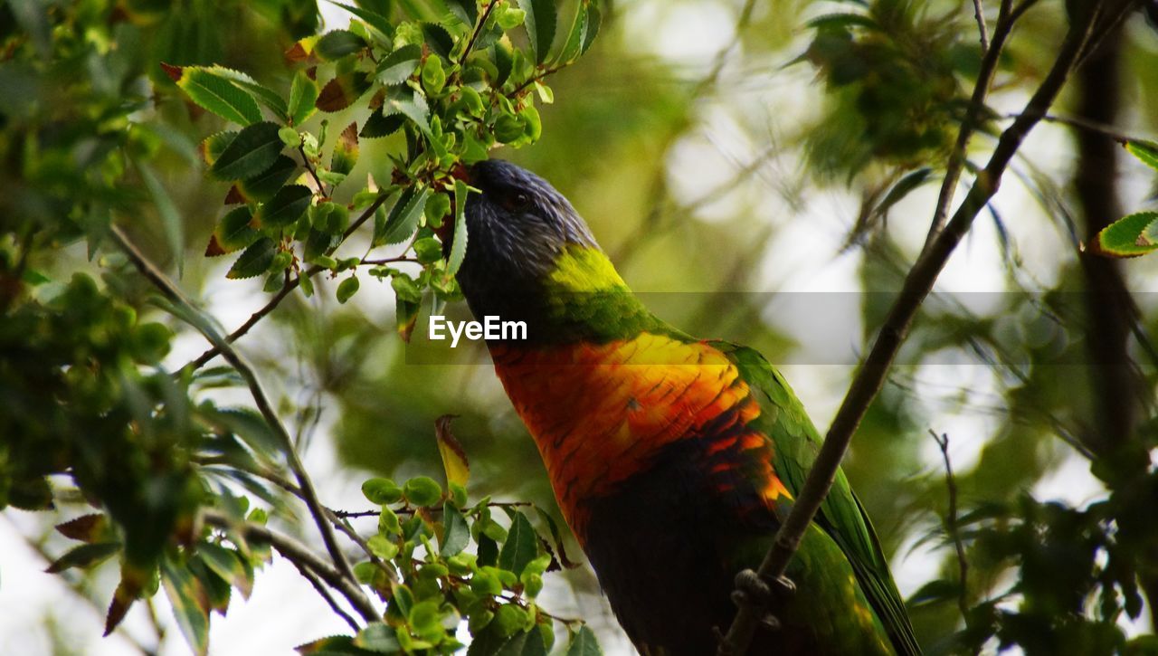 LOW ANGLE VIEW OF A BIRD PERCHING ON BRANCH