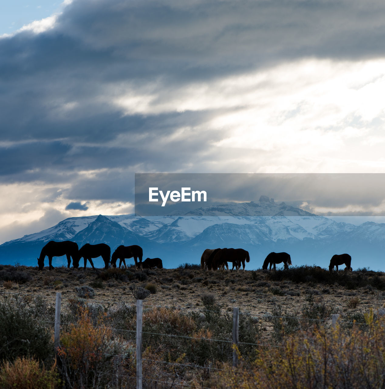 Horses grazing in patagonia, silhouetted against the sun with a backdrop of snowy mountains.