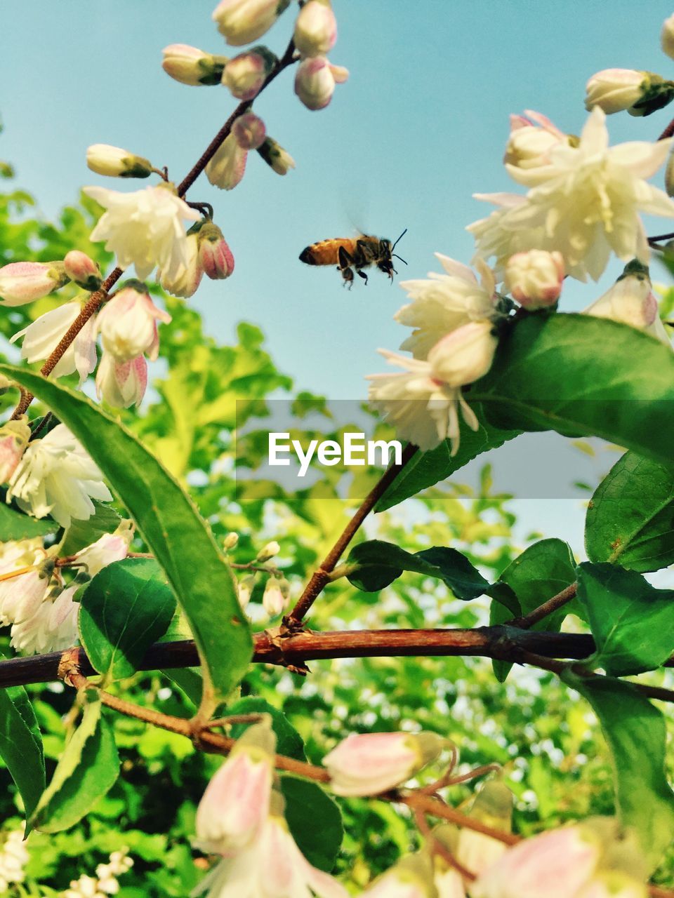 Close-up of bee flying amidst flowers blooming on tree