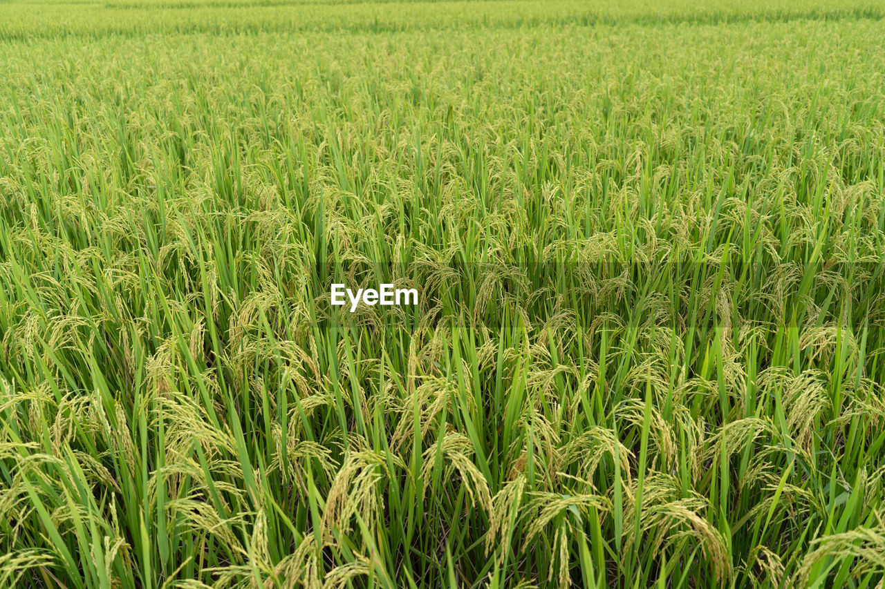 field, plant, agriculture, growth, land, rural scene, landscape, crop, green, farm, cereal plant, paddy field, beauty in nature, nature, food, tranquility, environment, no people, day, scenics - nature, tranquil scene, grassland, outdoors, prairie, barley, backgrounds, triticale, cultivated land, full frame, grass, wheat