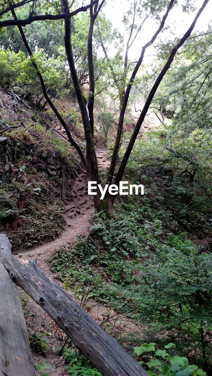 VIEW OF TREES IN FOREST