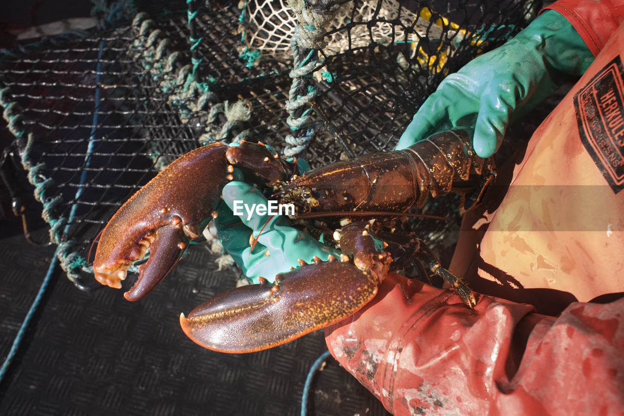 Hands holding lobster, grundsund, bohuslan, sweden
