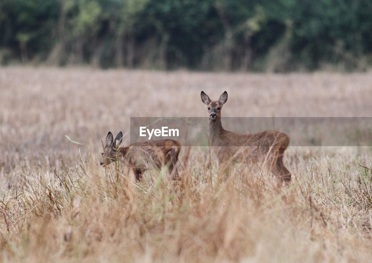 Portrait of deer on field