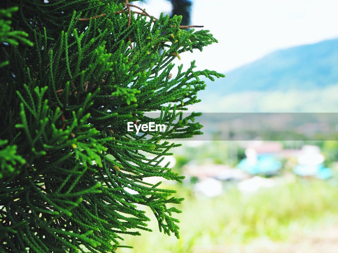 CLOSE-UP OF PINE TREE WITH PLANT