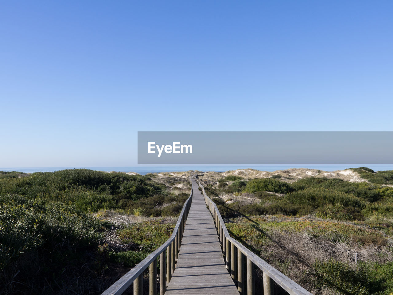 Boardwalk amidst plants against clear sky