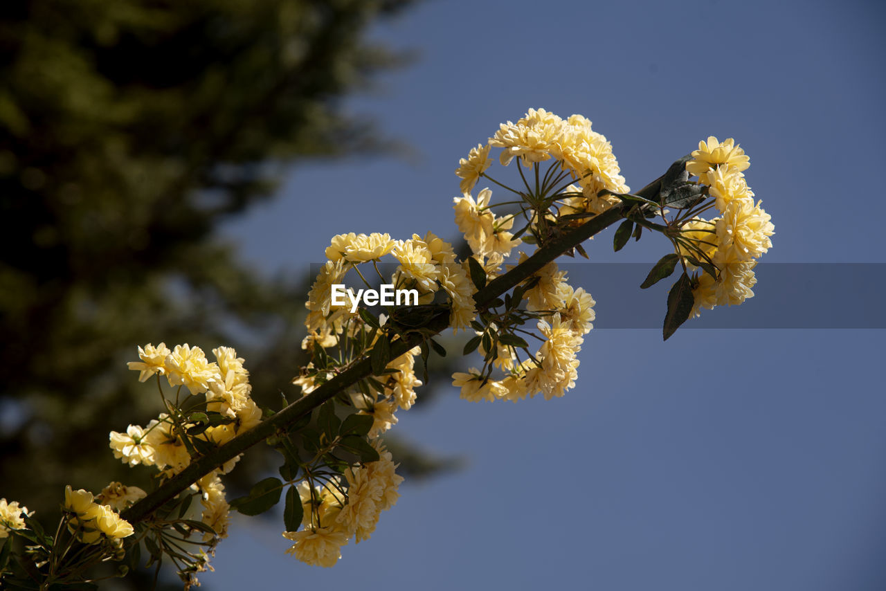 plant, yellow, flower, tree, nature, blossom, branch, flowering plant, macro photography, leaf, beauty in nature, growth, spring, sky, no people, sunlight, close-up, freshness, fragility, autumn, outdoors, focus on foreground, produce, springtime, day, clear sky, blue, shrub, flower head, botany, low angle view, inflorescence, sunny