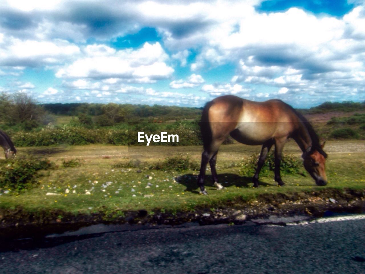 Grazing horse in farm