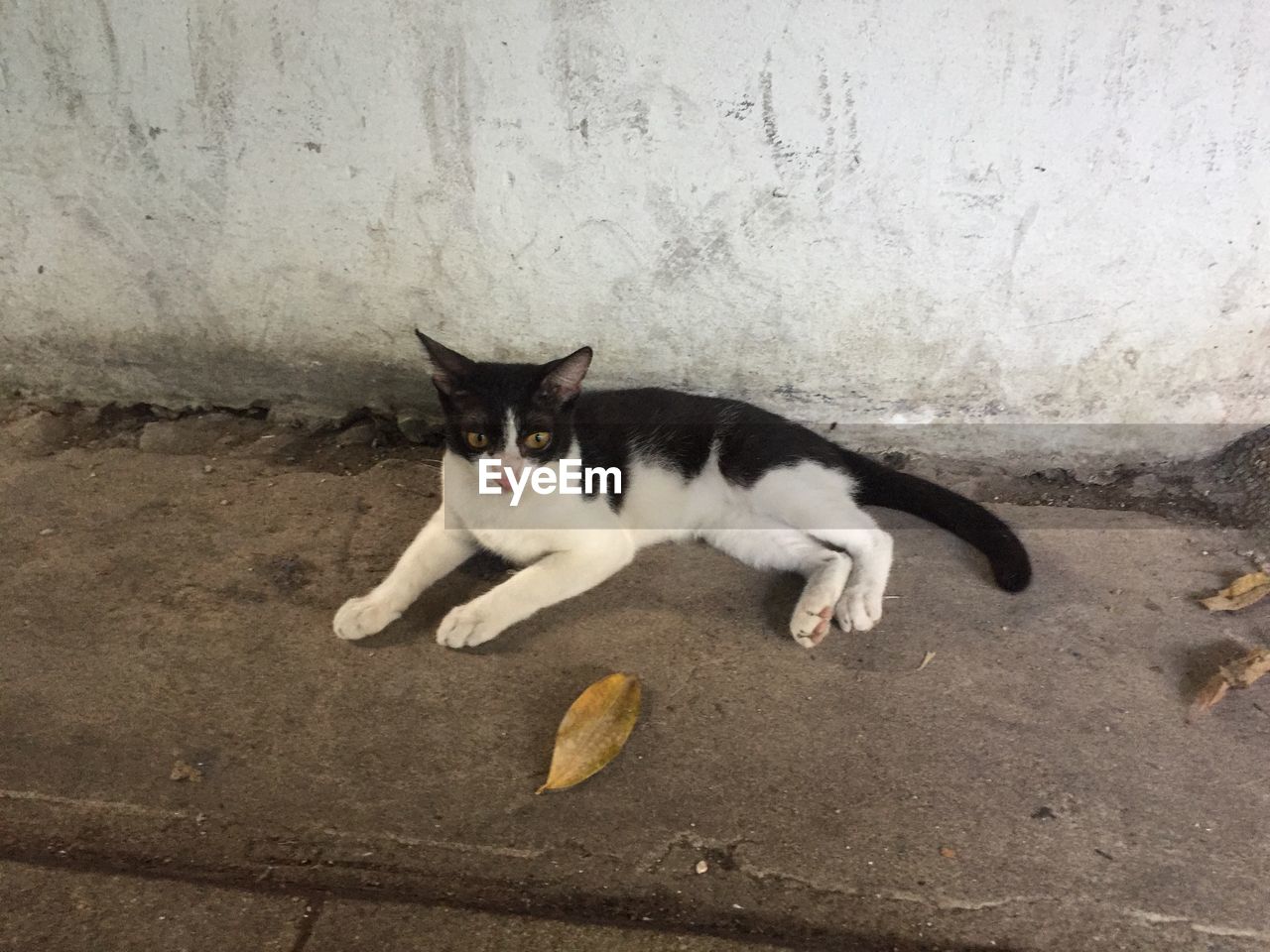 PORTRAIT OF CAT RELAXING BY WALL