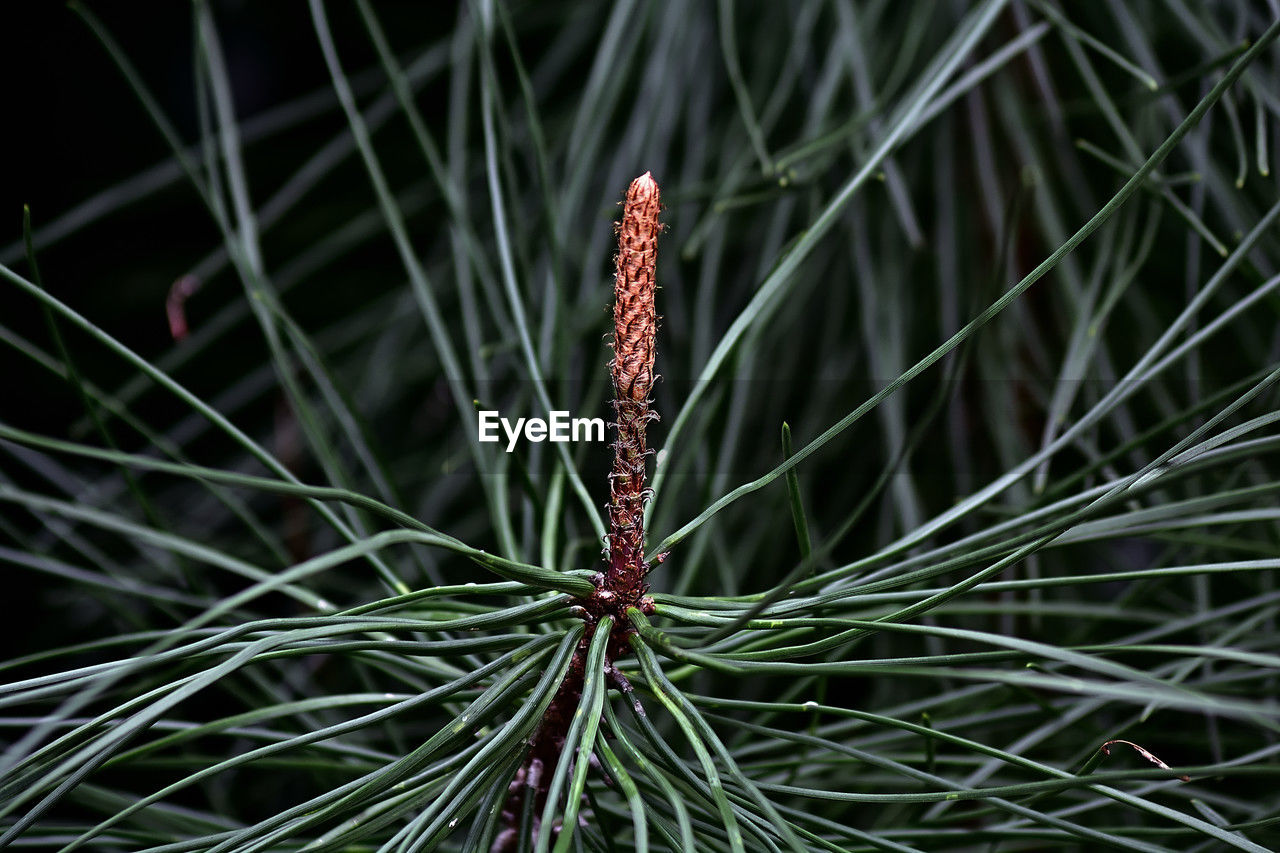 plant, nature, macro photography, close-up, tree, branch, leaf, beauty in nature, no people, grass, growth, focus on foreground, flower, pinaceae, green, plant stem, coniferous tree, outdoors, pine tree, day, animal wildlife, plant part, animal themes, land, animal