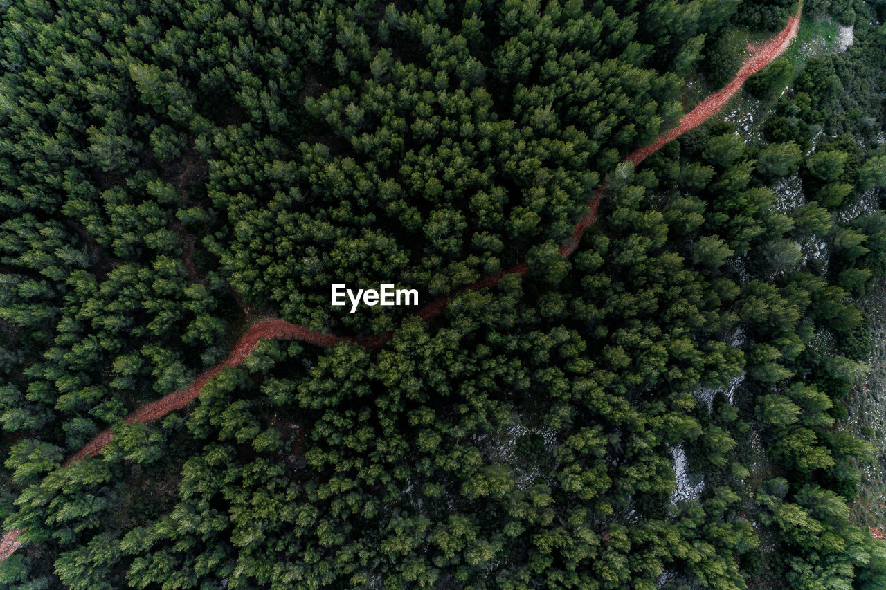HIGH ANGLE VIEW OF TREES GROWING ON LAND