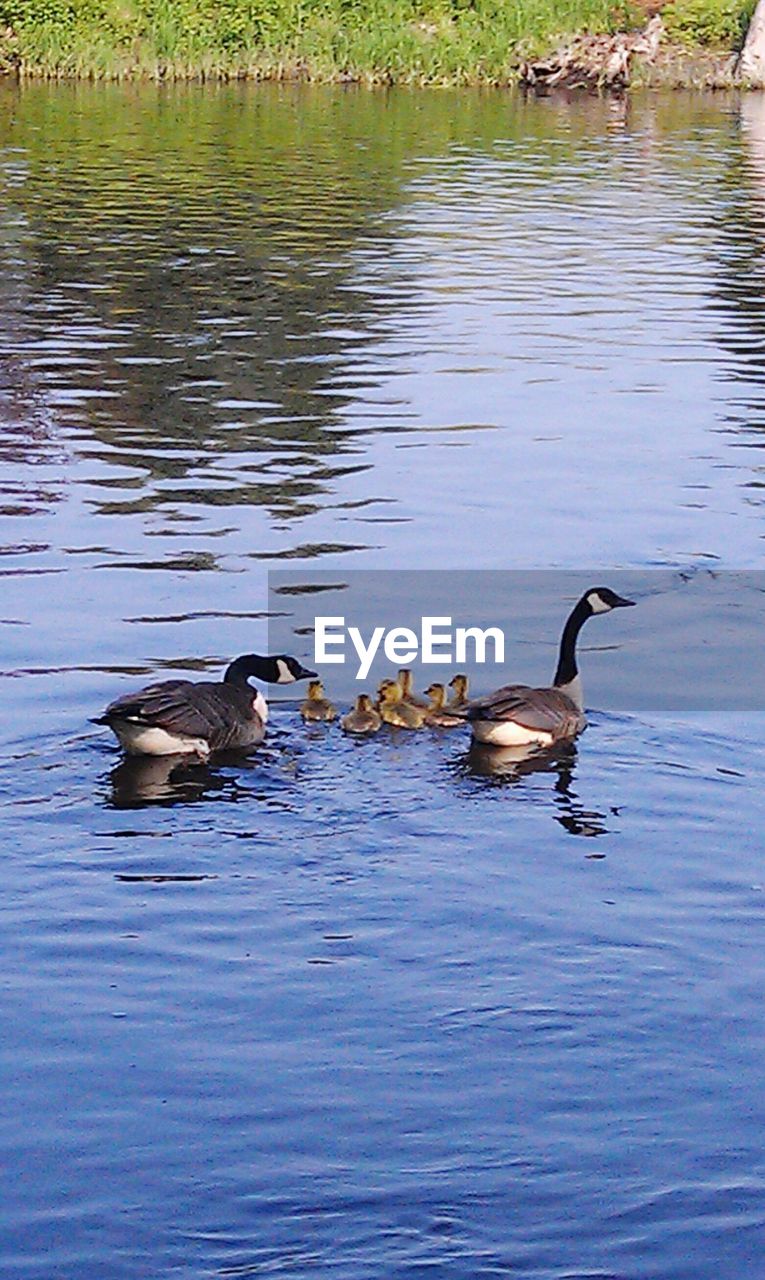 MALLARD DUCKS IN LAKE