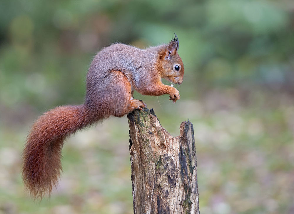 CLOSE-UP OF SQUIRREL ON WOODEN WALL