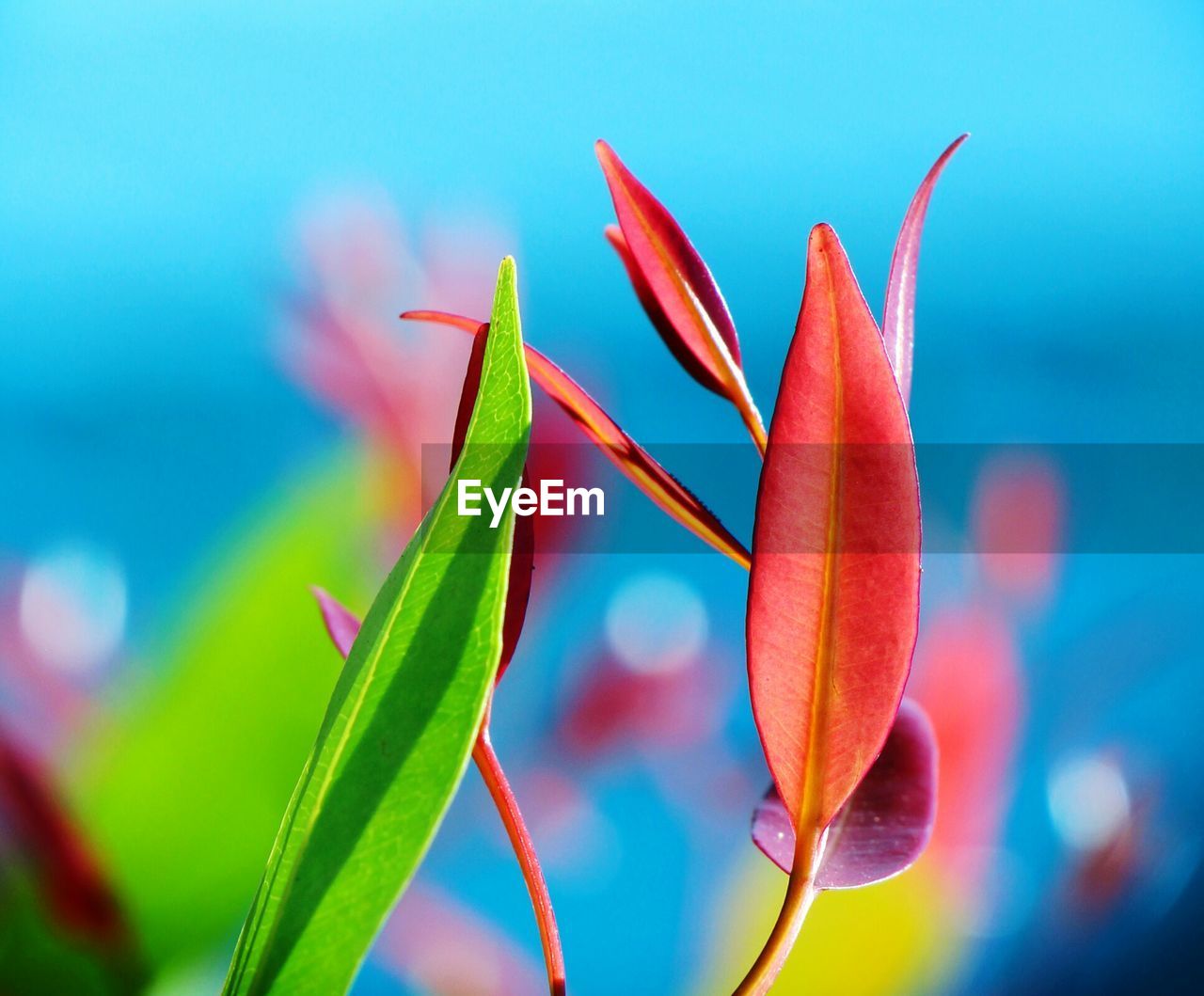 Close-up of leaves growing on field