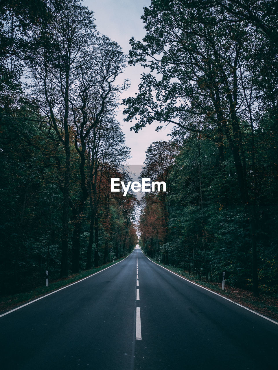 Empty road amidst trees in forest