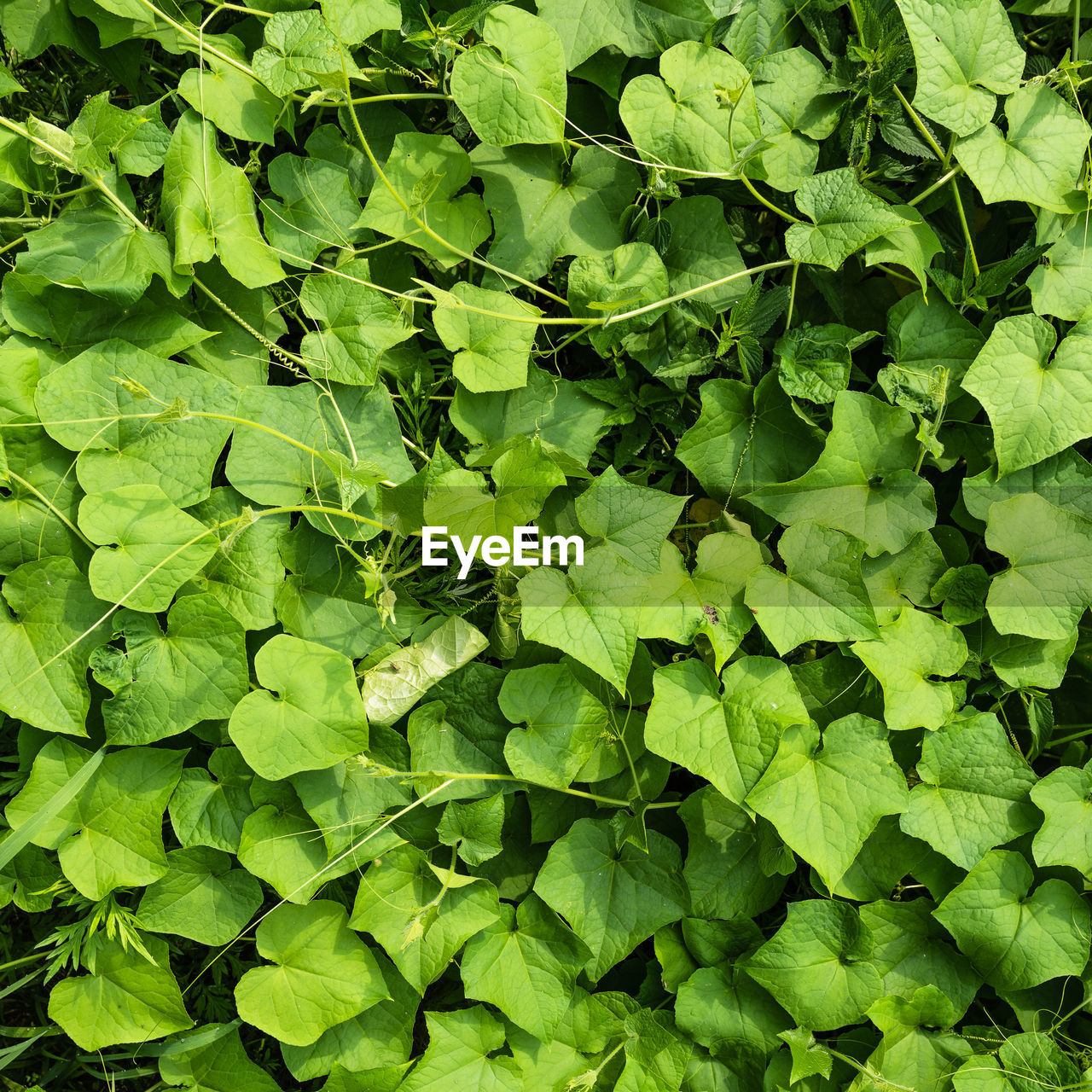 HIGH ANGLE VIEW OF LEAVES