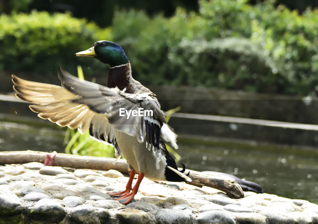 CLOSE-UP OF BIRD PERCHING ON WOOD