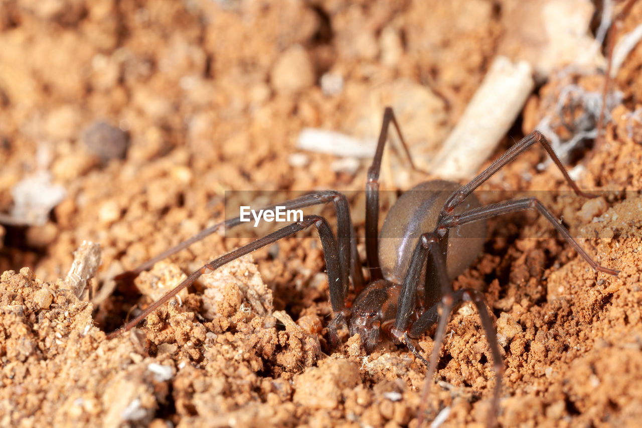 CLOSE-UP OF INSECT ON GROUND