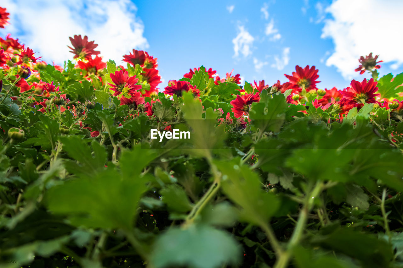 CLOSE-UP OF RED FLOWERING PLANT AGAINST SKY