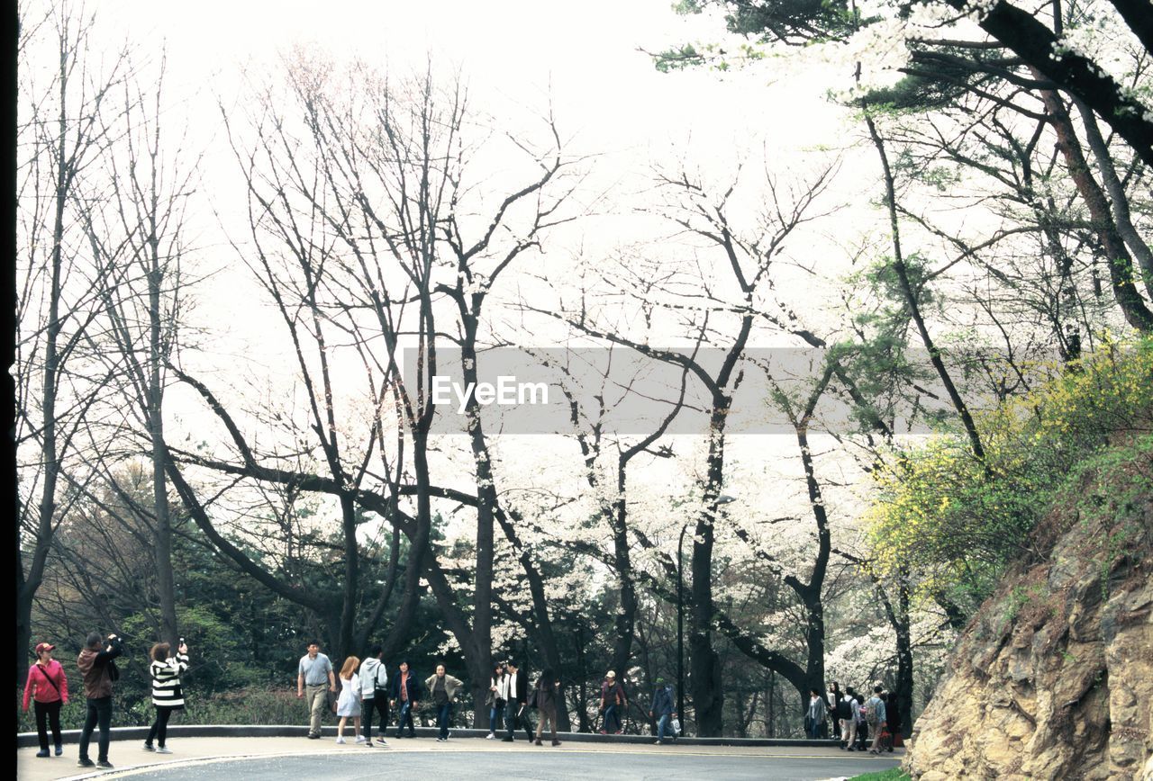 LOW ANGLE VIEW OF TREES IN PARK