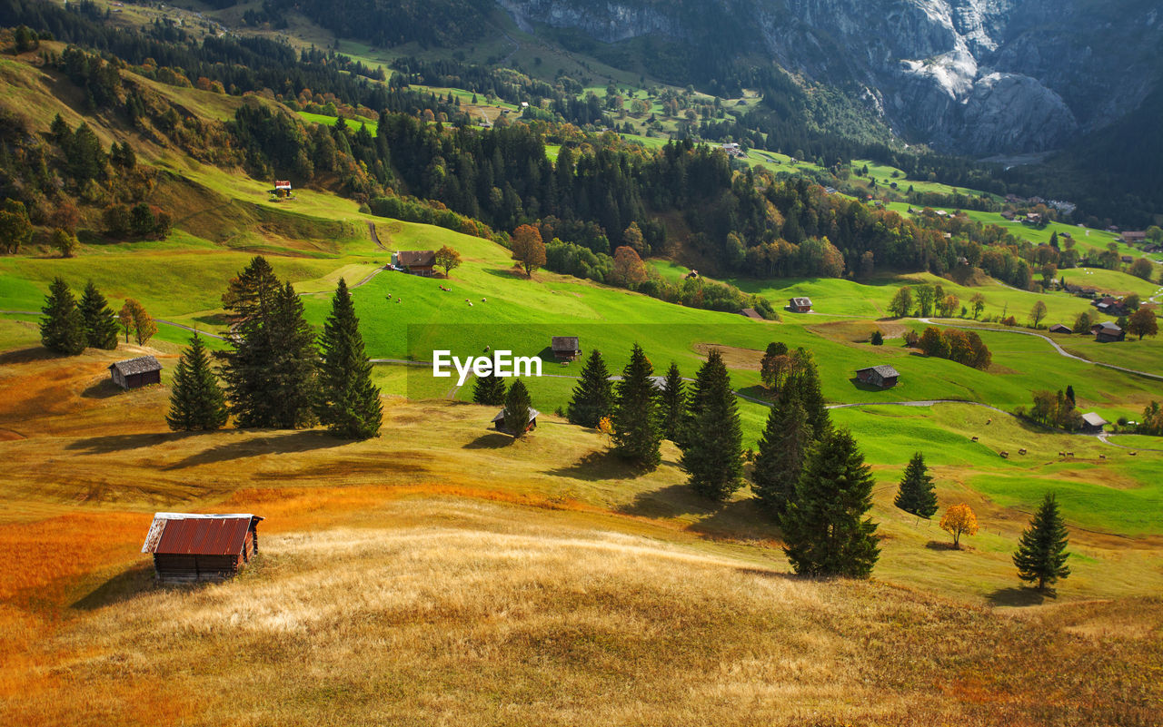 Scenic view of green landscape