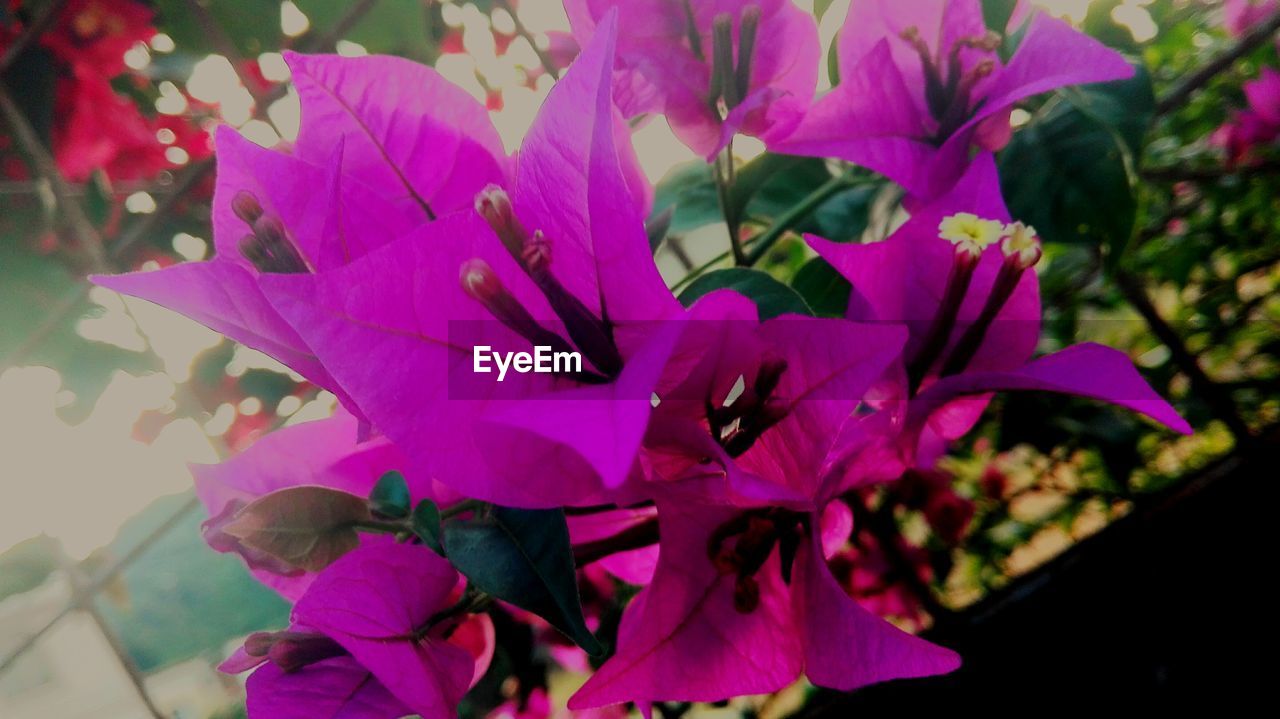 CLOSE-UP OF BOUGAINVILLEA BLOOMING