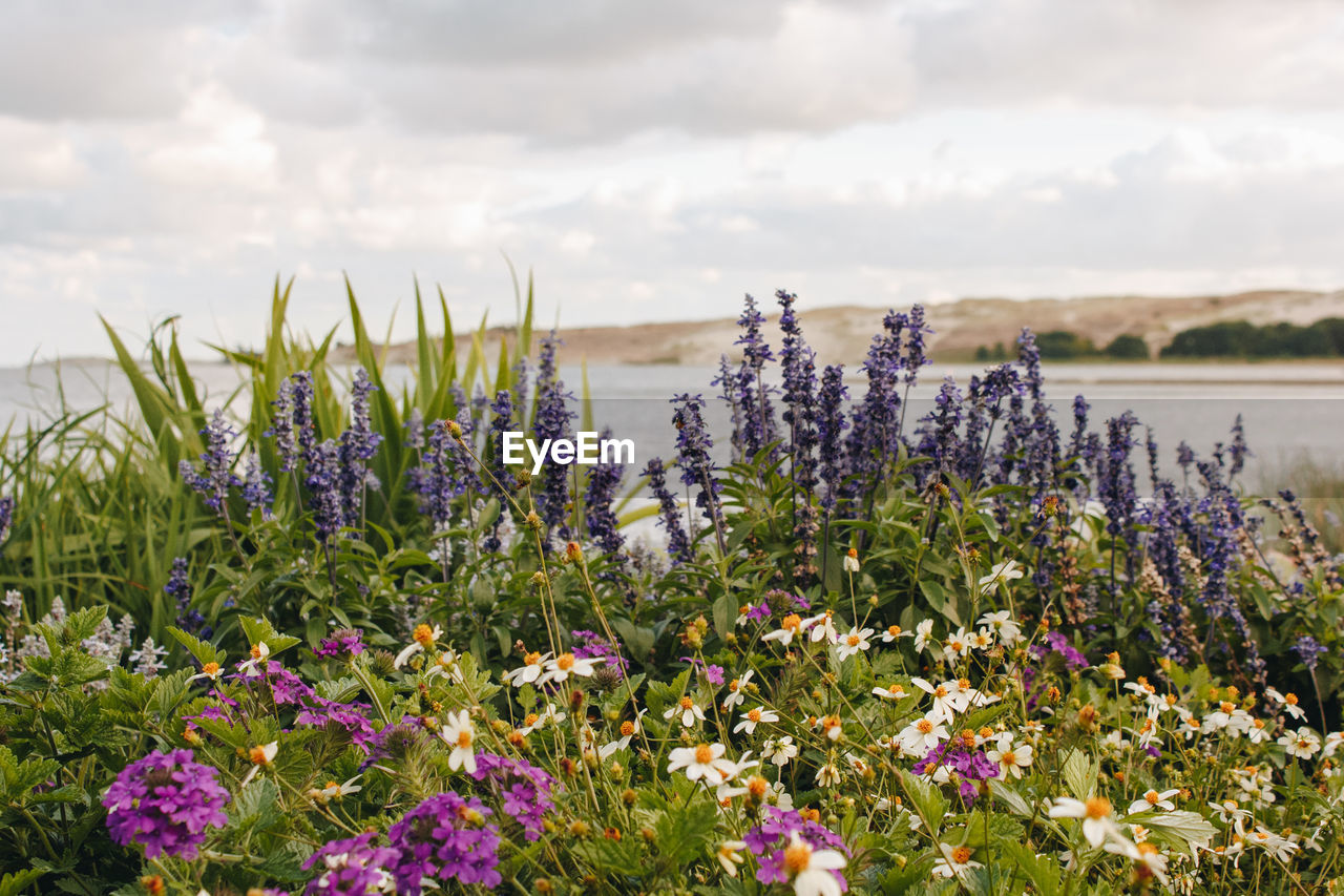 CLOSE-UP OF PURPLE FLOWERING PLANT ON FIELD AGAINST SKY