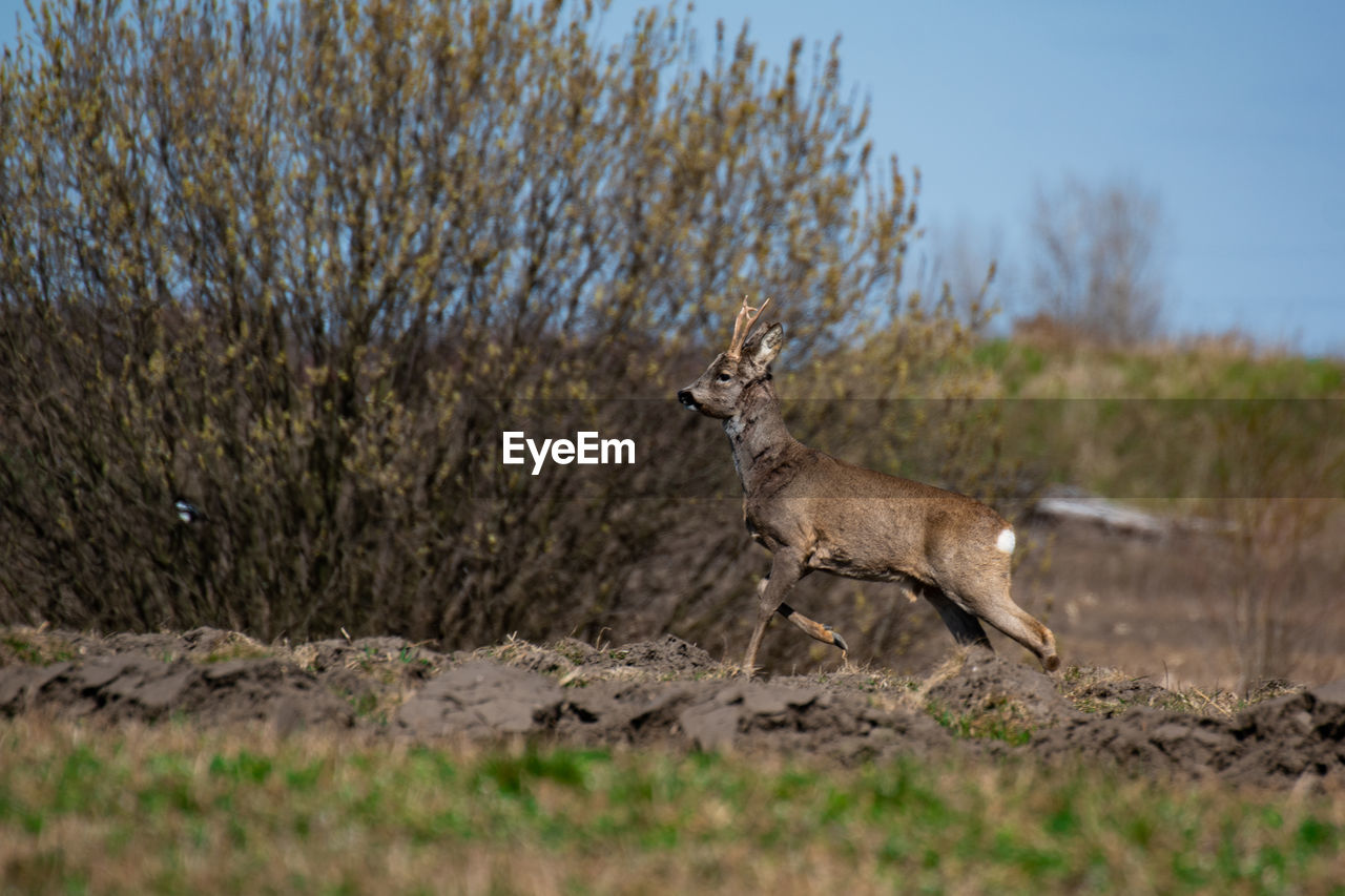 Side view of deer standing on field