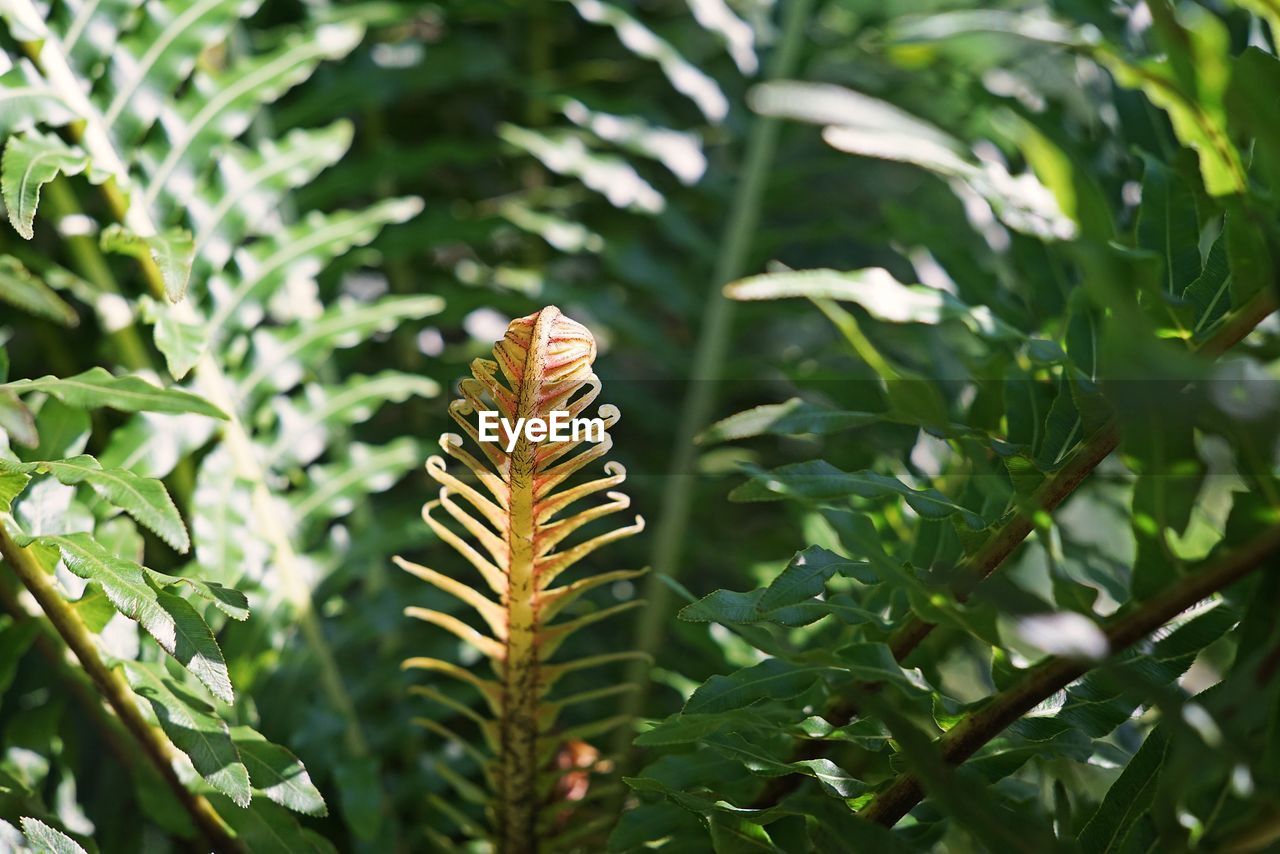 Young fern leaf pattern, tree fern, tropical forest plant