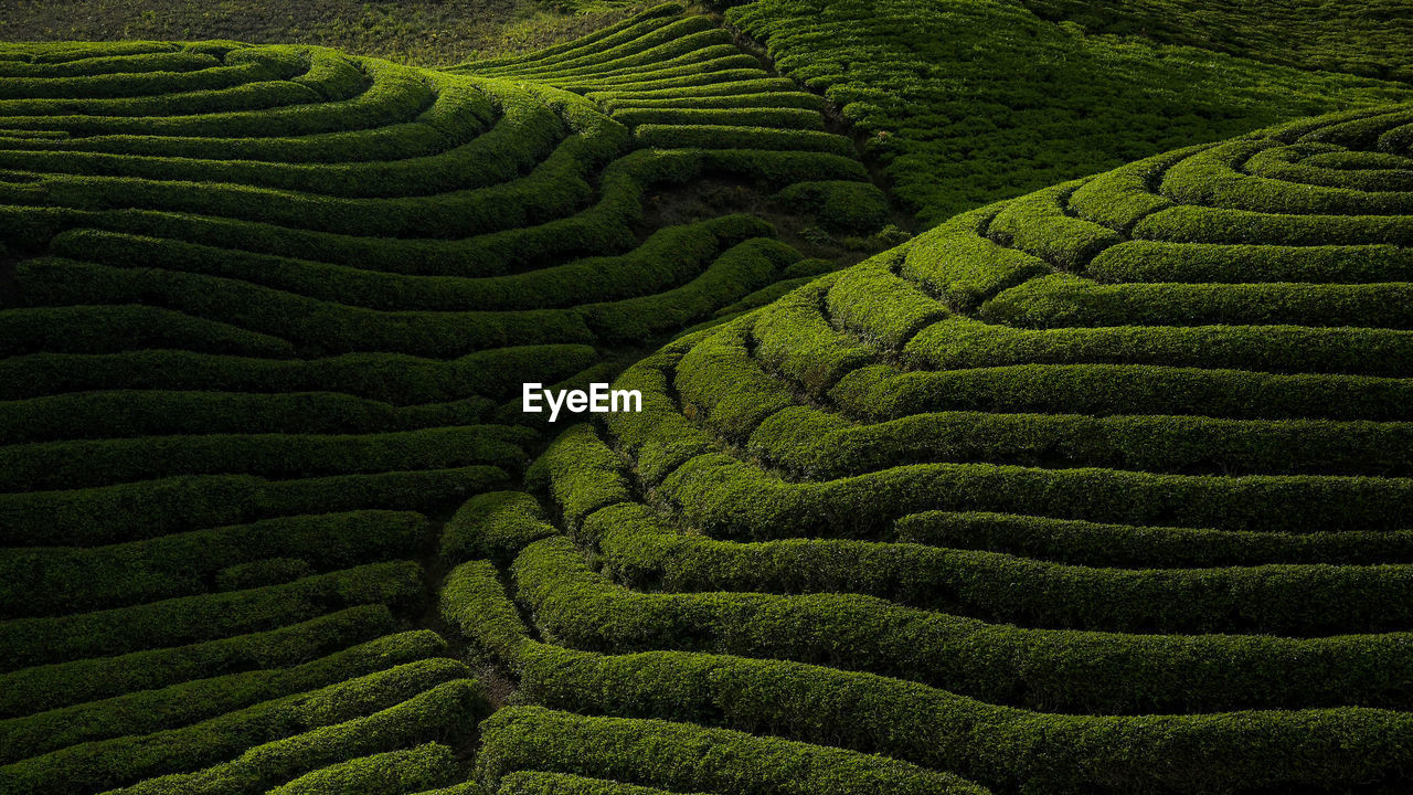 Full frame shot of agricultural field