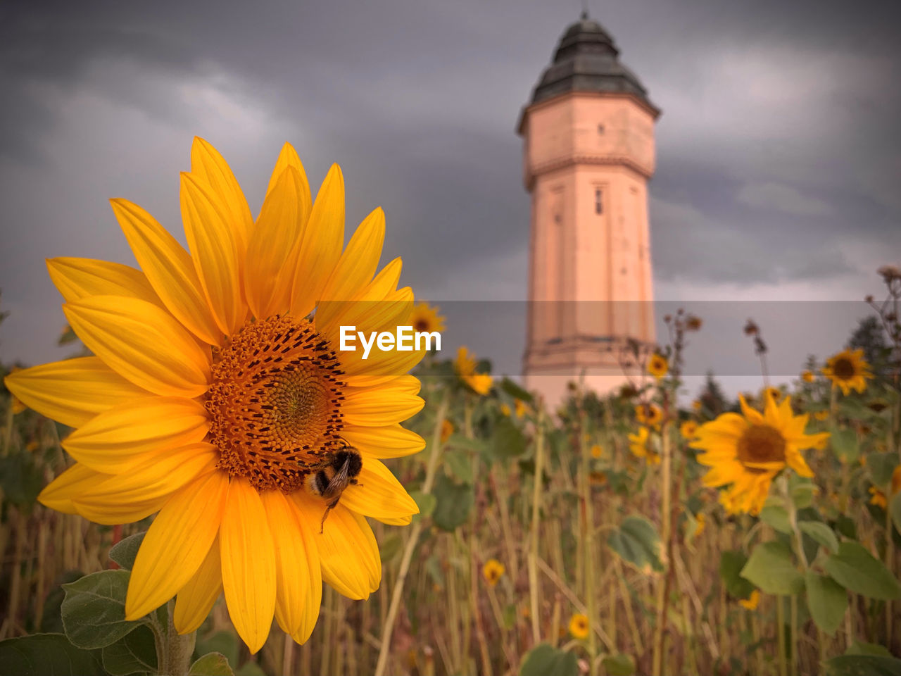 The water tower and the sunflower 