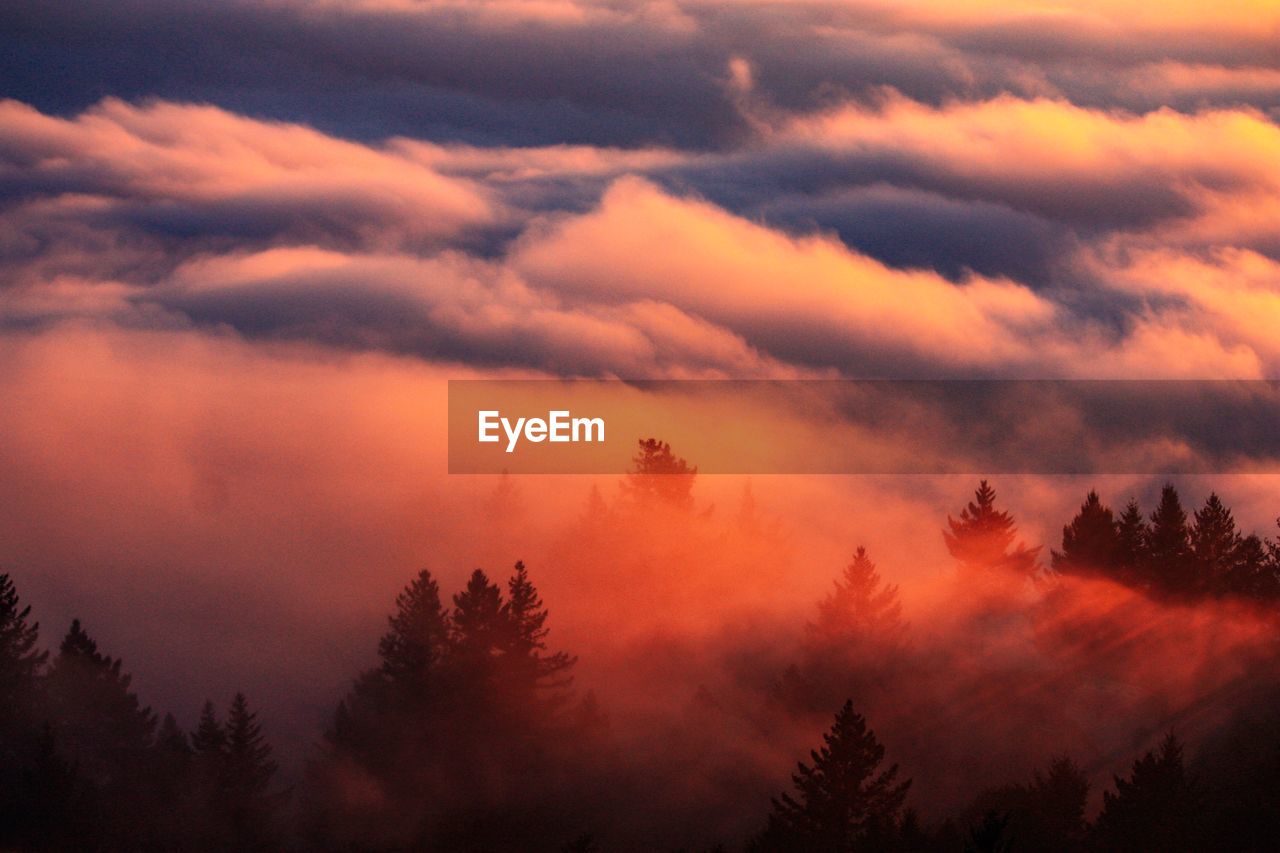 Trees against cloudy sky during sunset