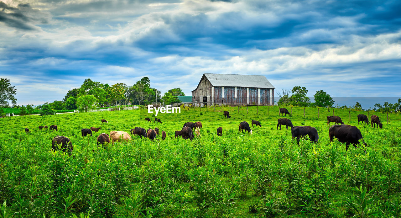 VIEW OF SHEEP GRAZING IN FIELD AGAINST SKY