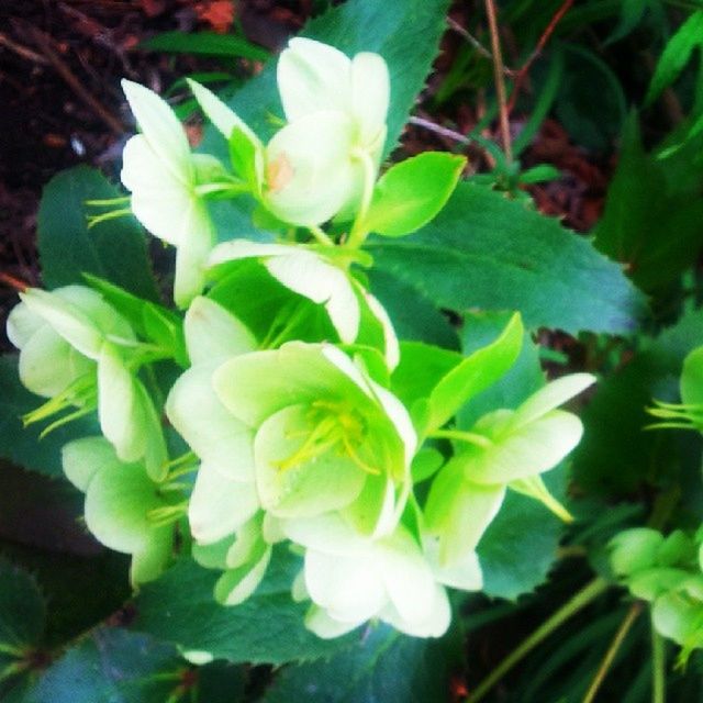 CLOSE-UP OF WHITE FLOWERS BLOOMING OUTDOORS