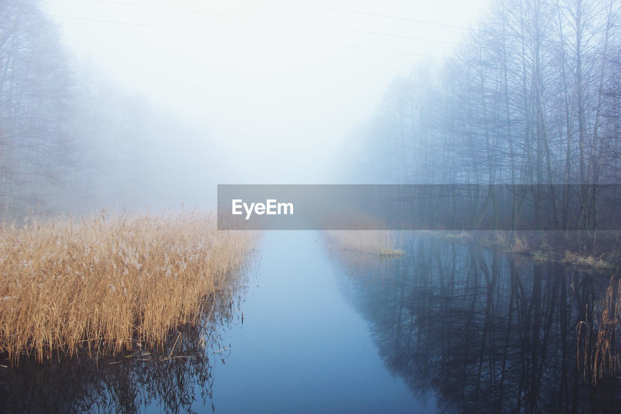 Stream amidst grass and trees during foggy weather