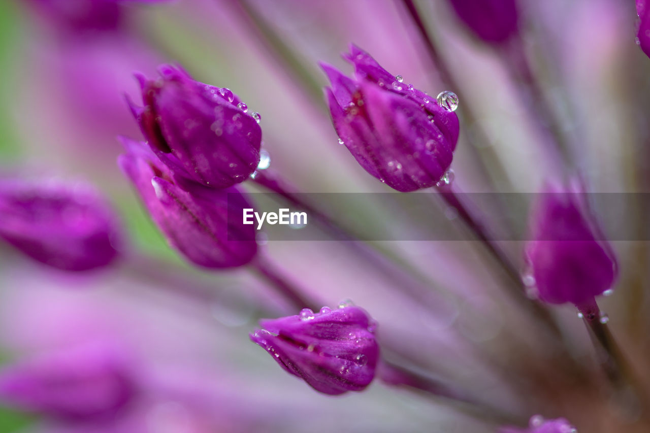 Close-up of wet purple flower