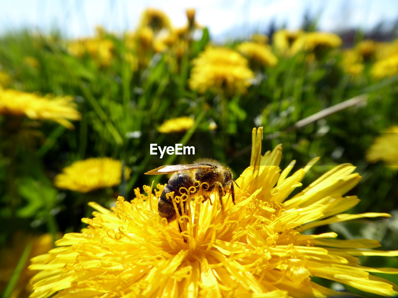 CLOSE-UP OF BUMBLEBEE ON YELLOW FLOWER