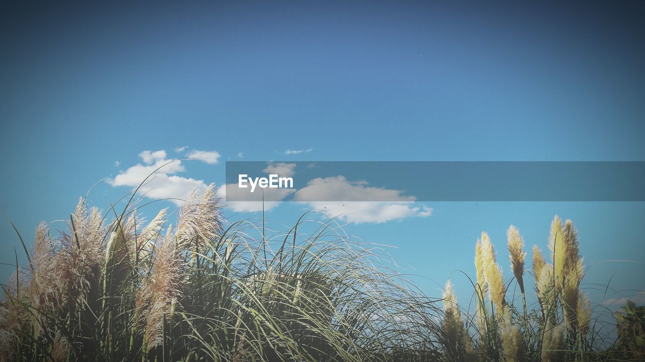 Low angle view of plants growing against sky