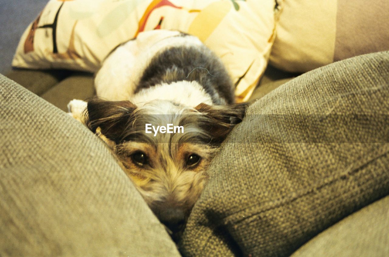 PORTRAIT OF DOG LYING AT HOME